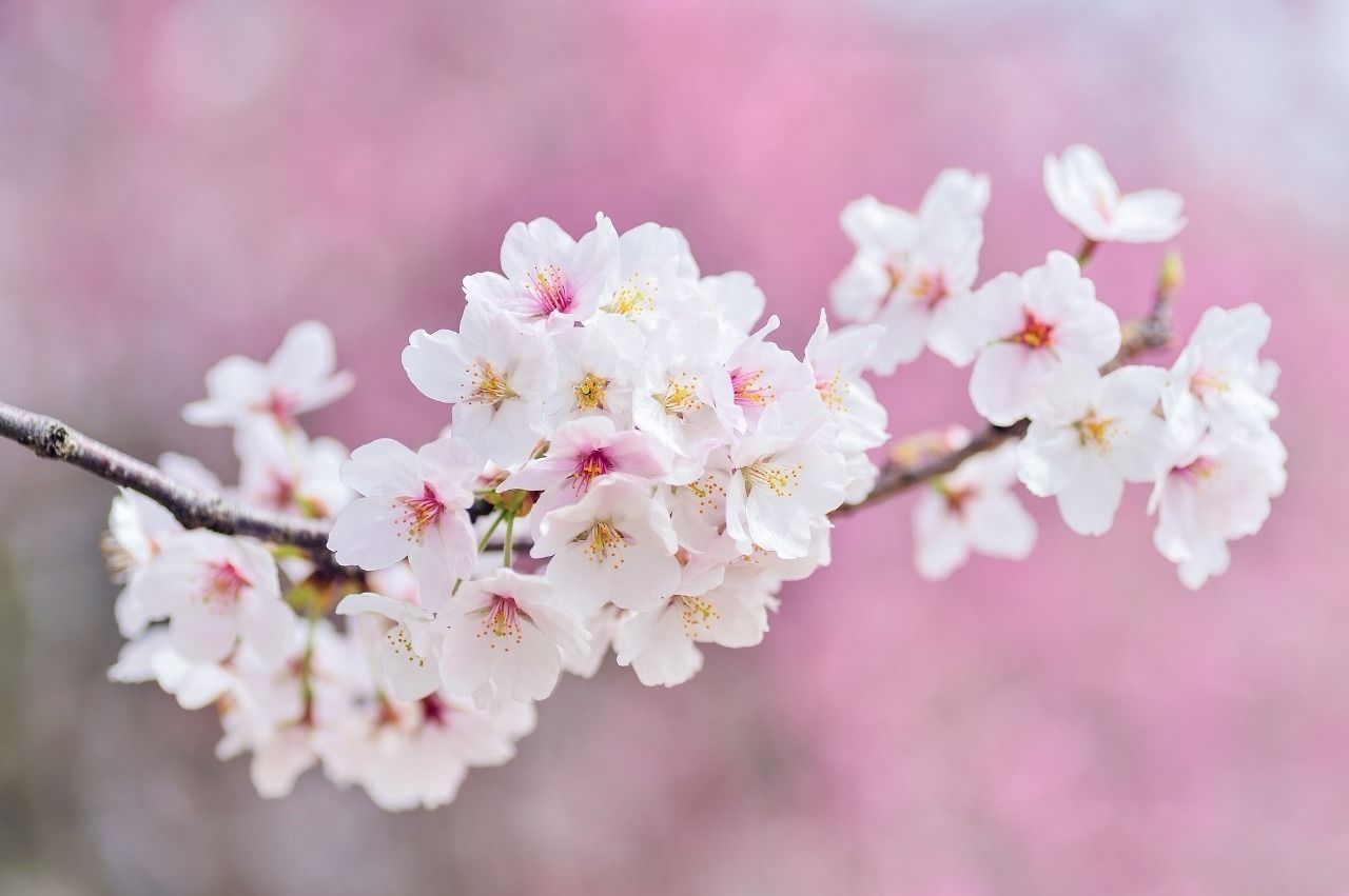 きれいに咲いている桜